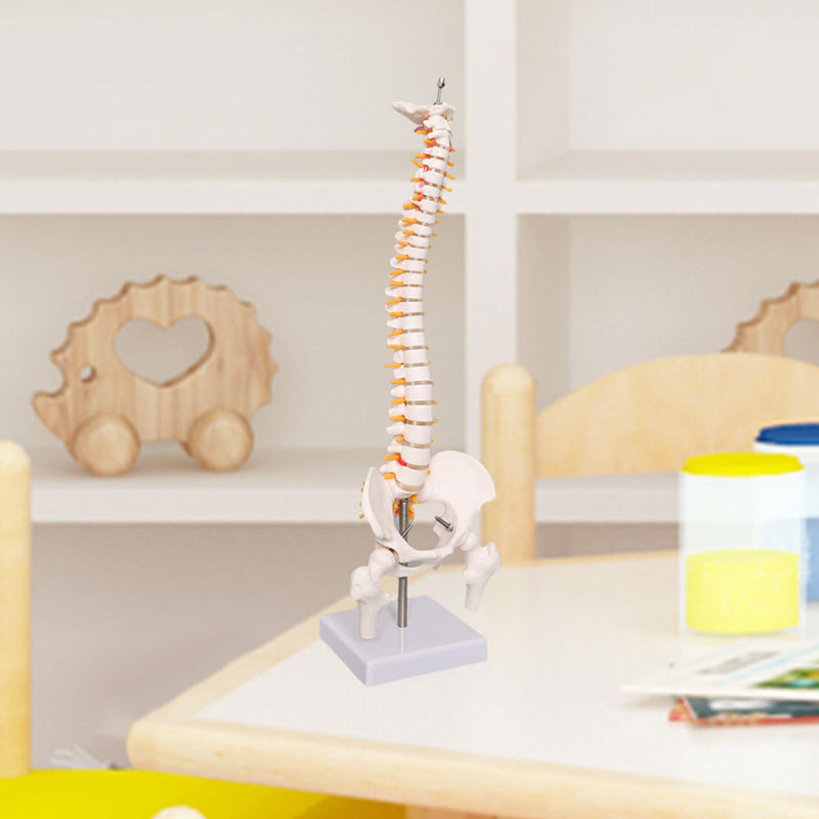 Spine Model Education Tool Lea – обзор и цена Medical Lab Study