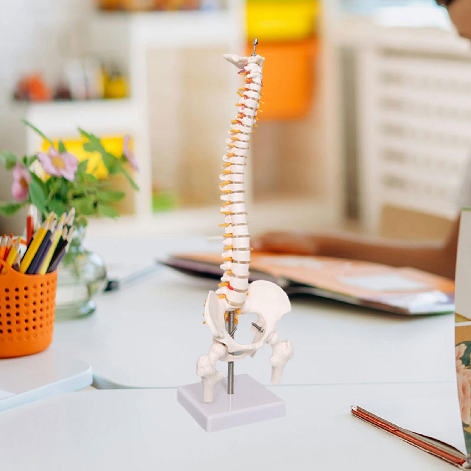 Spine Model Education Tool Lea – обзор и цена Medical Lab Study