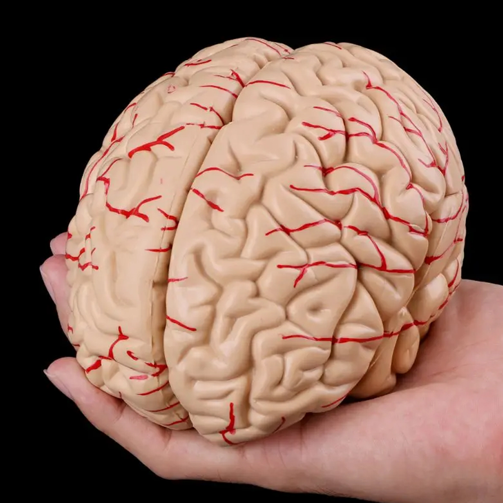 Man Woman Brain Model Life Siz – обзор и цена Medical Lab Study