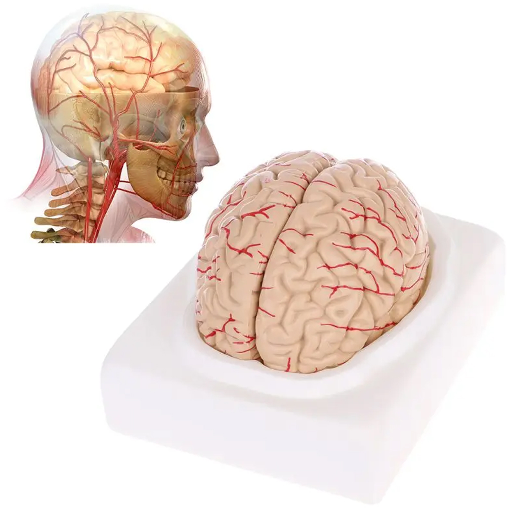 Human Life Size Brain Anatomy  – обзор и цена Medical Lab Study