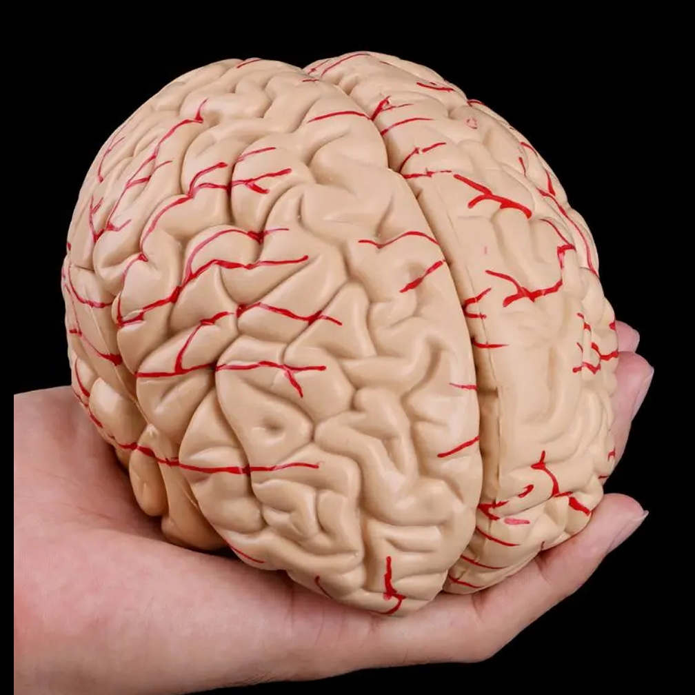 Human Life Size Brain Anatomy  – обзор и цена Medical Lab Study
