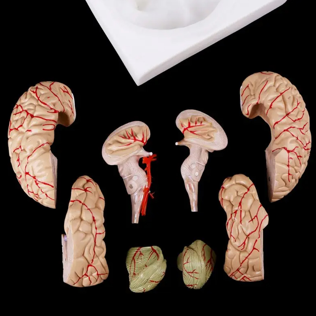 Human Life Size Brain Anatomy  – обзор и цена Medical Lab Study