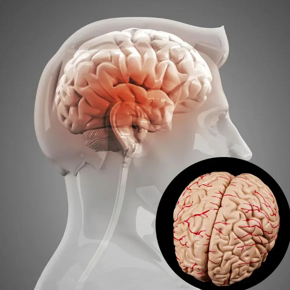 Human Life Size Brain Anatomy  – обзор и цена Medical Lab Study