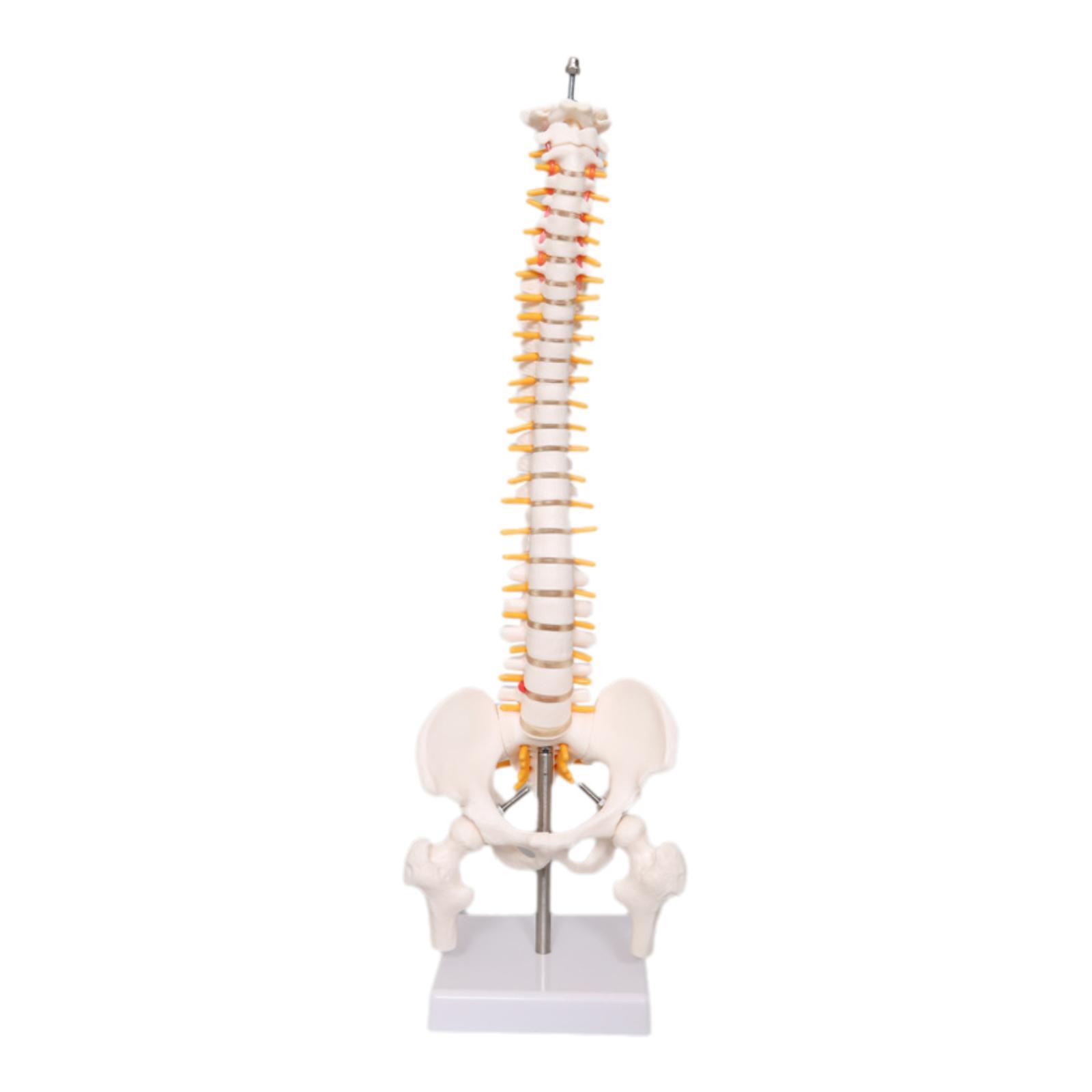 Human Spine Model 17.7inch for – обзор и цена Medical Lab Study