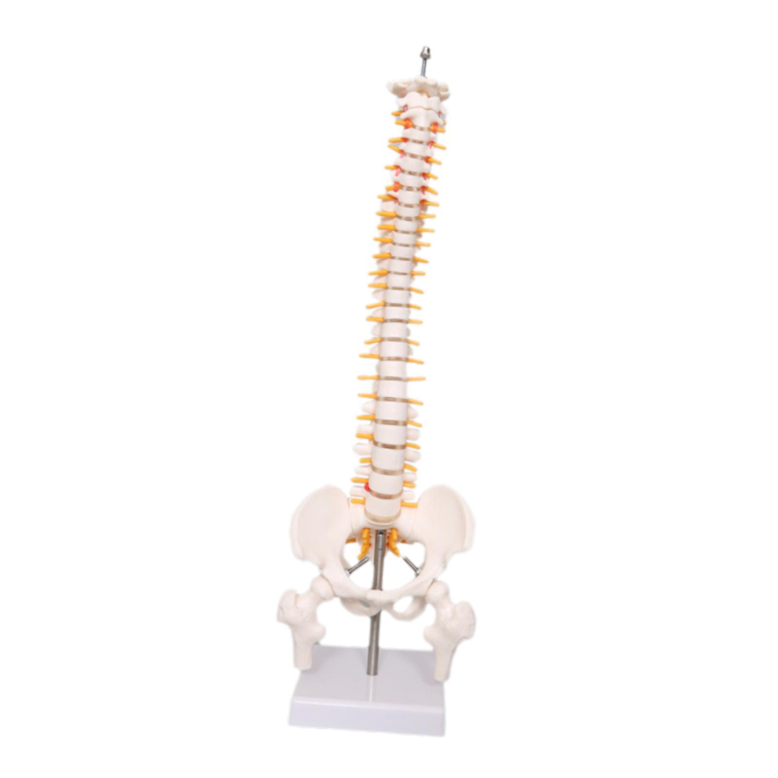 Human Spine Model 17.7inch for – обзор и цена Medical Lab Study