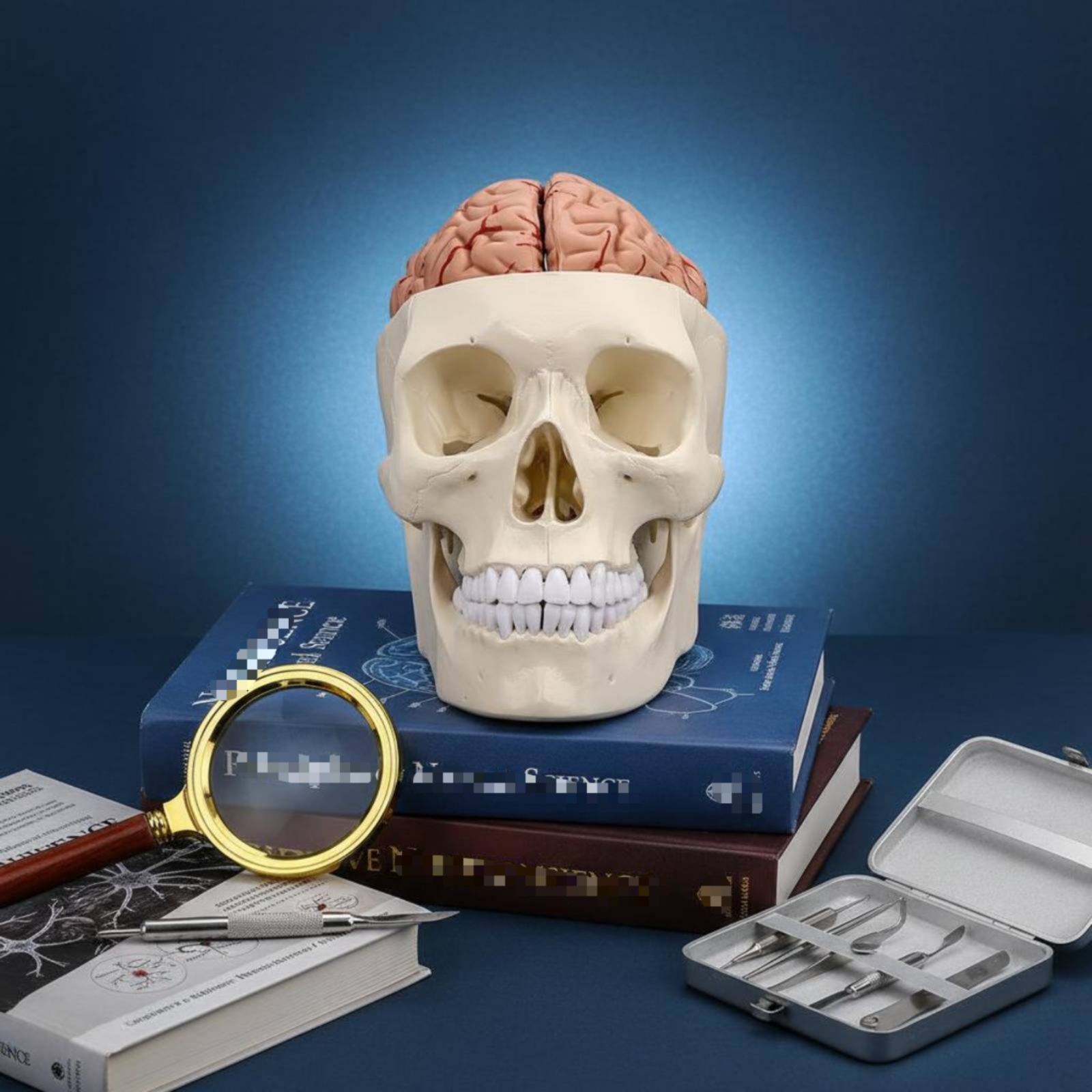 Human Skull and Brain Model Li – обзор и цена Medical Lab Study