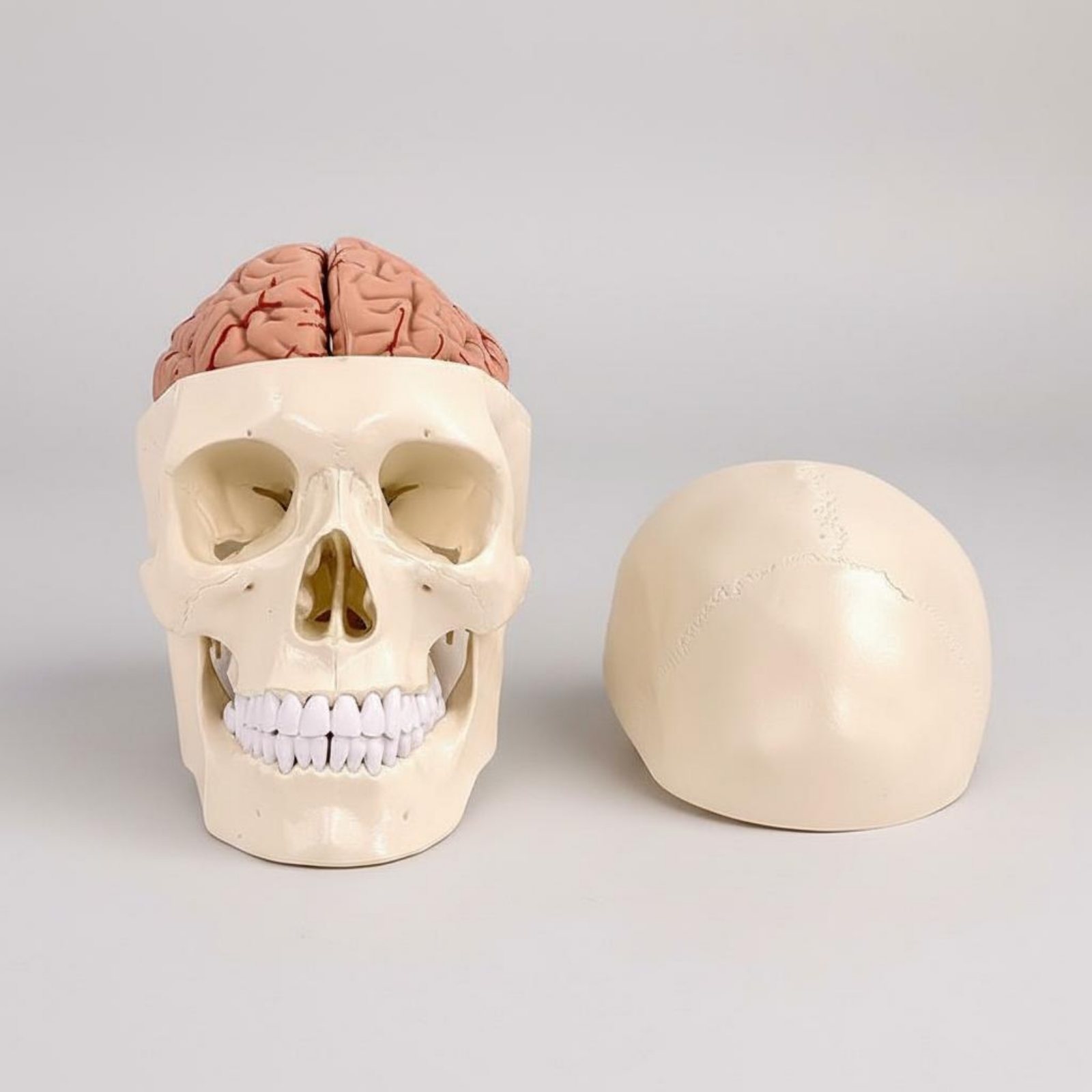Human Skull and Brain Model Li – обзор и цена Medical Lab Study