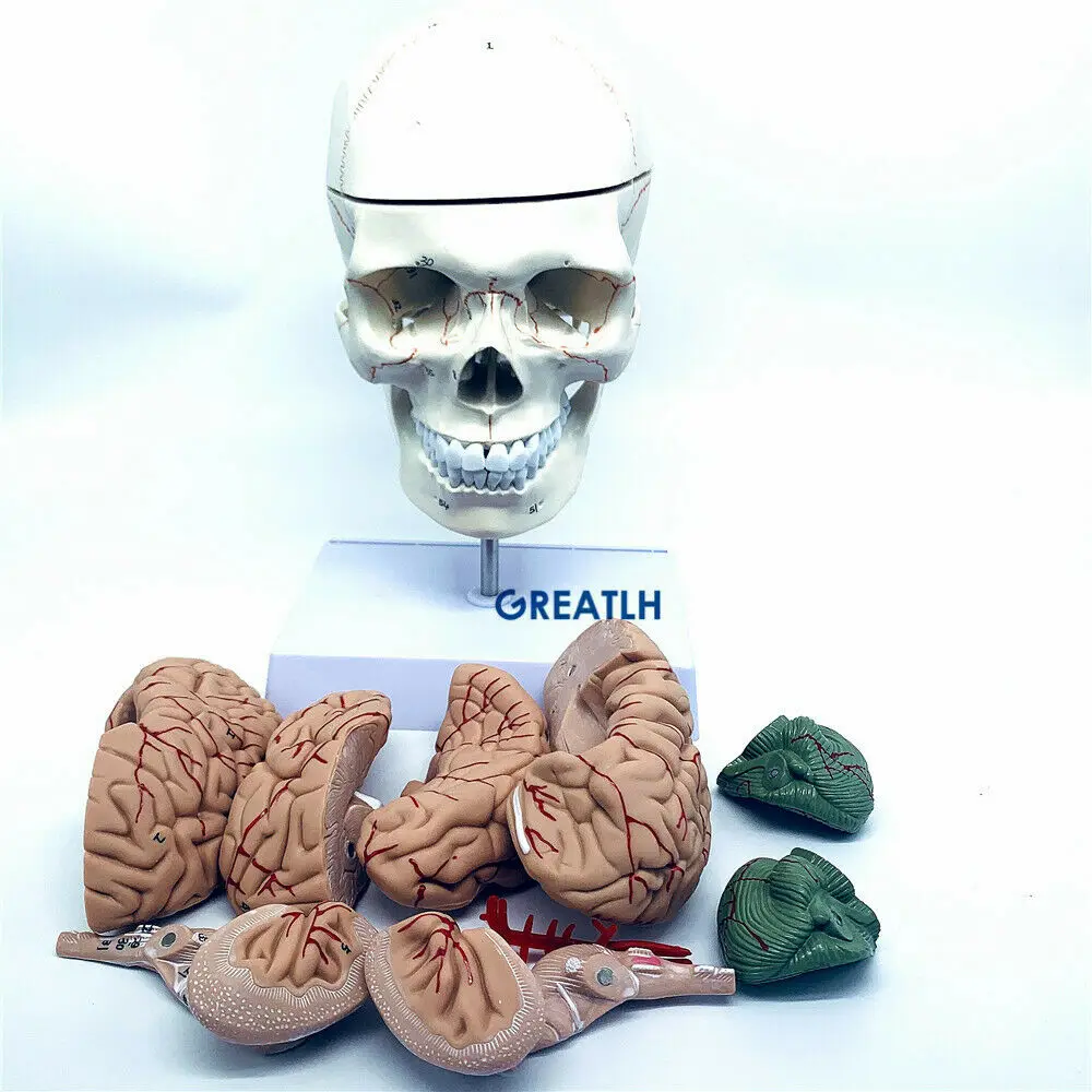 GREATLH Brain Anatomical Model – обзор и цена Medical Lab Study