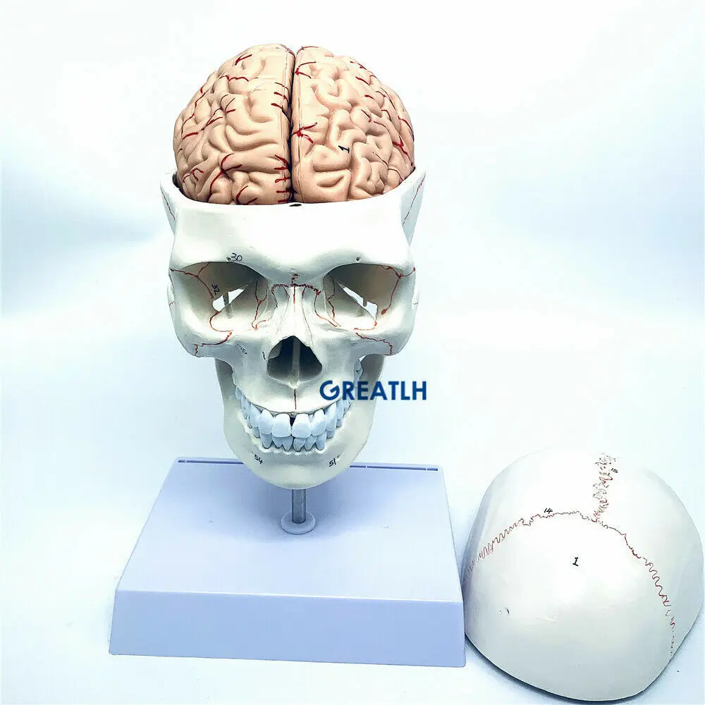 GREATLH Brain Anatomical Model – обзор и цена Medical Lab Study
