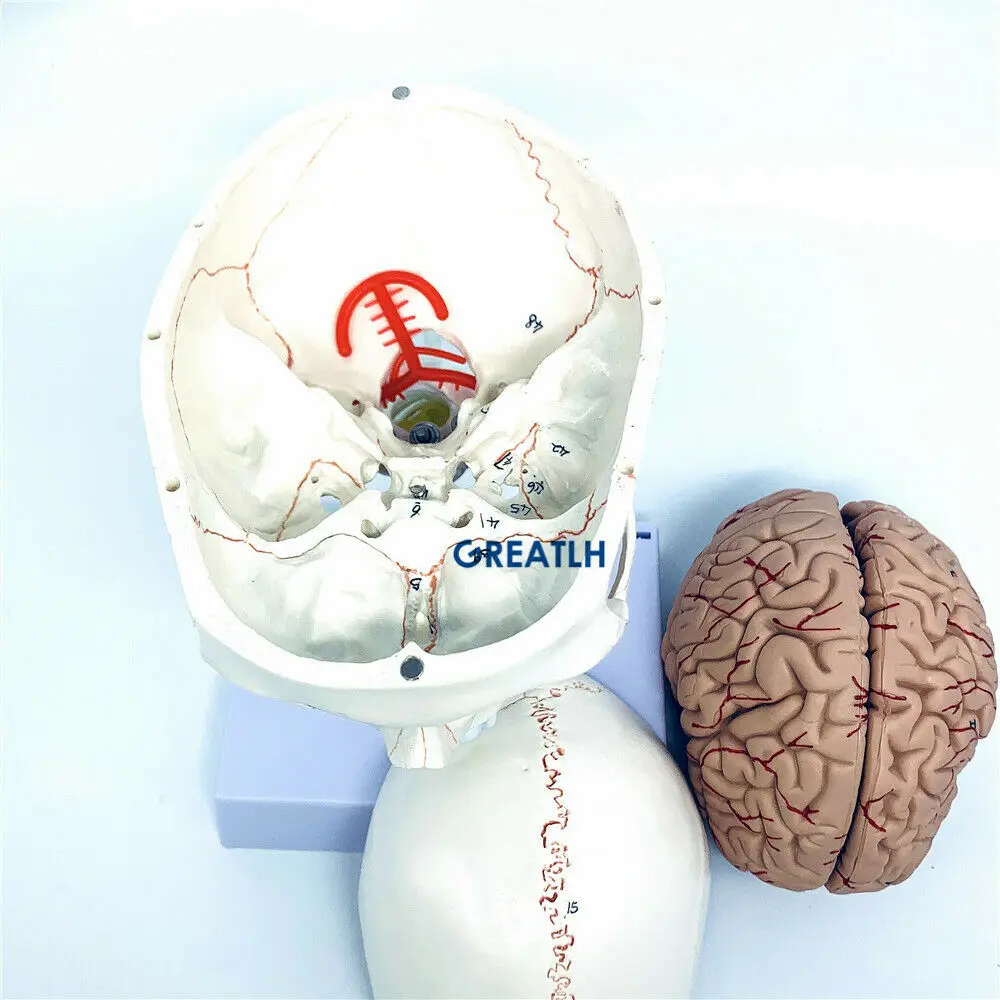 GREATLH Brain Anatomical Model – обзор и цена Medical Lab Study