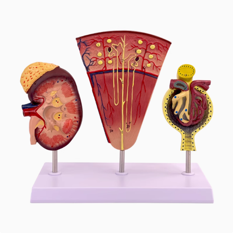 Kidney Model Structure Glomeru – обзор и цена Medical Lab Study