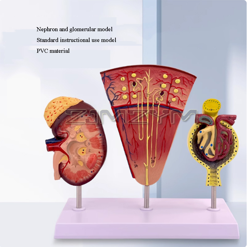 Kidney Model Structure Glomeru – обзор и цена Medical Lab Study