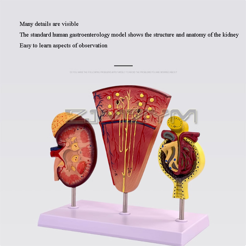 Kidney Model Structure Glomeru – обзор и цена Medical Lab Study
