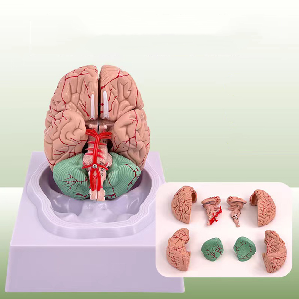 Human Life Size People Brain F – обзор и цена Medical Lab Study