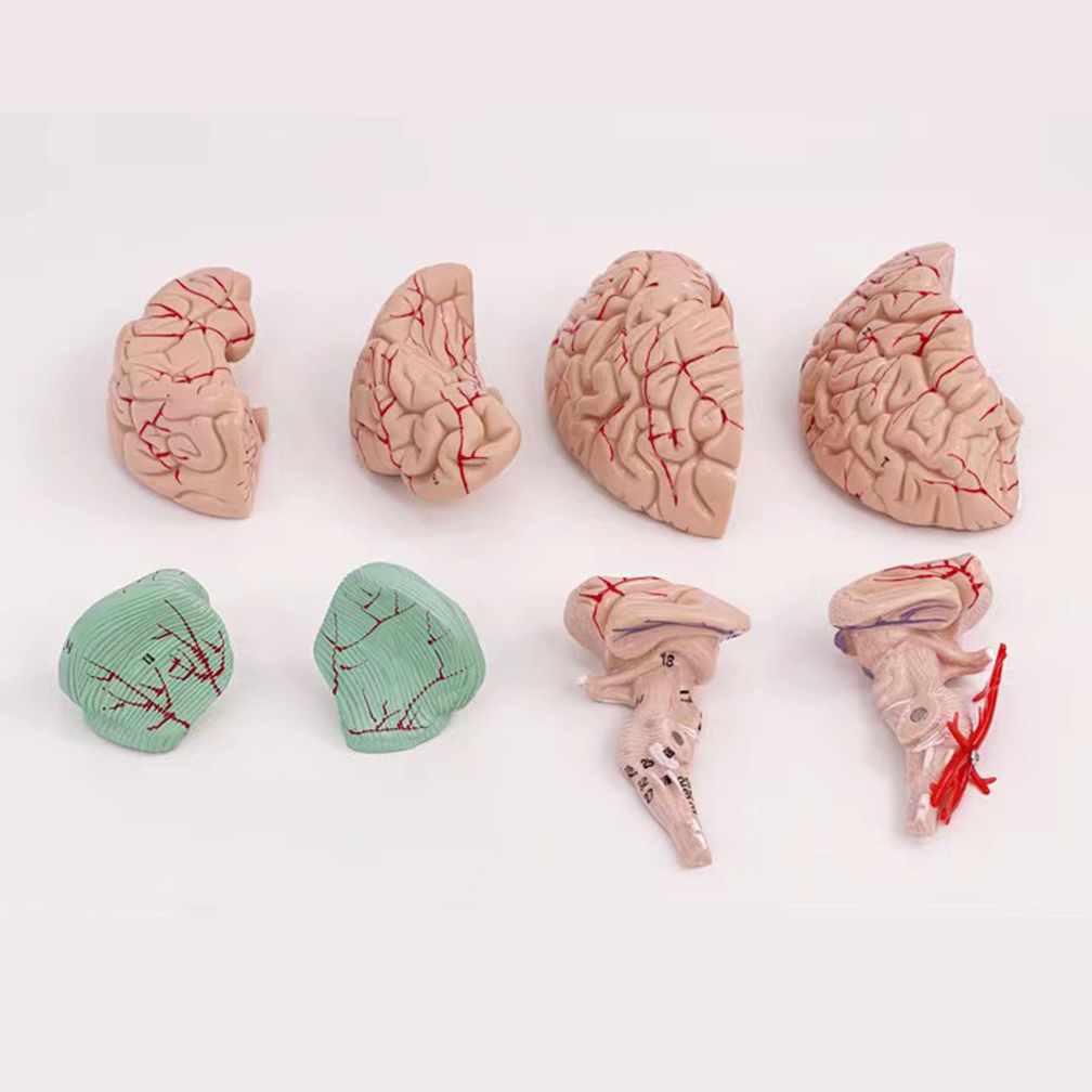 Human Life Size People Brain F – обзор и цена Medical Lab Study