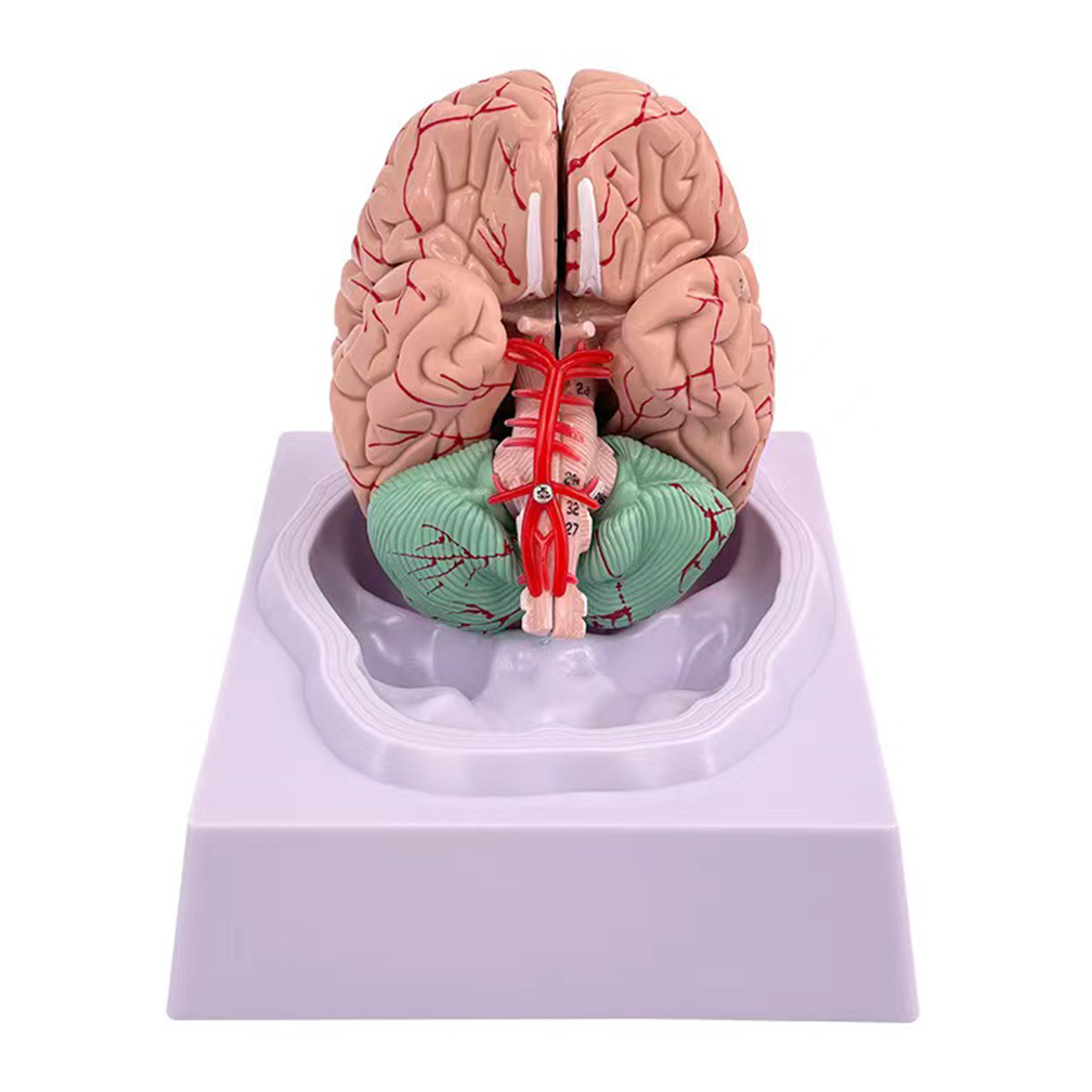 Human Life Size People Brain F – обзор и цена Medical Lab Study