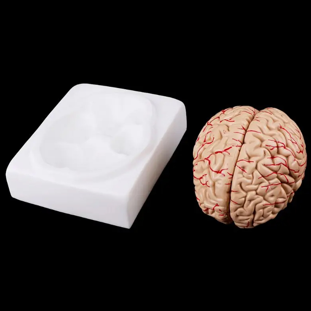 Human Life Size People Brain F – обзор и цена Medical Lab Study