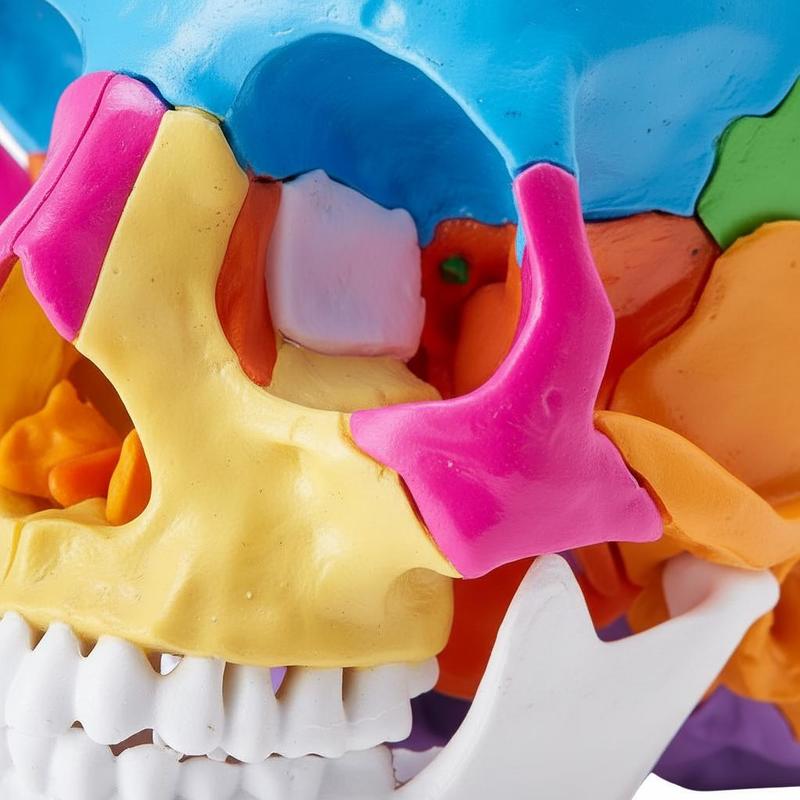 Anatomy Cranium Replica 1:1 Sc – обзор и цена Medical Lab Study